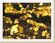 2005-10-28 13-52-22 DeYeuro 112,7mm 1_80_eme F7,1 * 2592 x 1944 * (2.6MB)